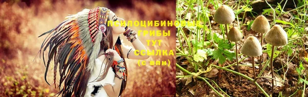 PSILOCYBIN Навашино